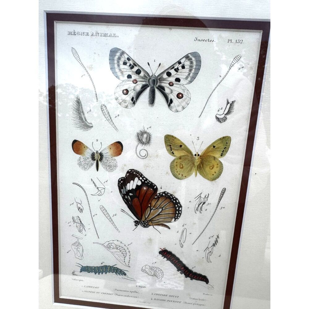Antique Copper plate engraving Regne Animal Butterflies and caterpillar must see - Picture 3 of 7